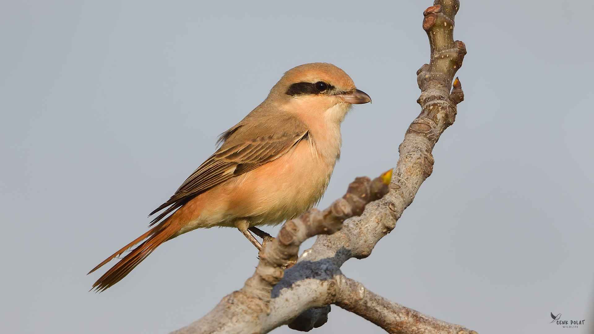 Isabelline Shrike